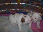 English Bulldog Welpen
