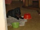 Labrador Welpen Schwarz
