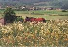 Rentnerpferd ..  Wohin mit meinem alten Pferd?