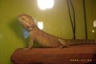Bartagame ( männlich) mit Terrarium
