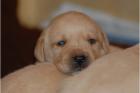 Schwarz und gelb Labrador Welpen