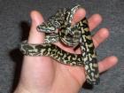 Teppichpython NZ2010