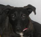 9 Monate junge Malinois abzugeben