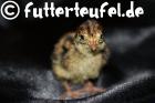 Wachtelbruteier