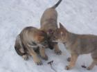 Tschechoslowakische Wolfshund Welpen