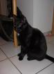 DRIGEND  Romeo sucht ein neues Zuhause