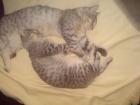2 Hauskatzen zu verschenken! Europäisches Kurzhaar! 2 und 3 jahre alt! Wundersch