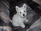 West Highland White Terrier