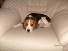Beagle Baby 14 Wochen :-)   RÜDE