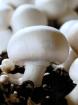 Saatgut  mycelium   pilze