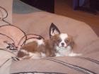Cavalier-King-Charles Spaniel Hündin abzugeben.
