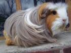 Tassemeerschweinchen aus tierärztlicher Hobbyzucht