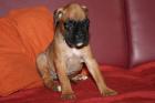 Hirschrote Boxerwelpen
