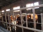 Stiere verkauft / I sell bulls for slaughter 400-600 Kg