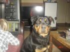 Suchen rottweilerdeckrüden