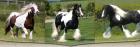 Wunderschöne Tinker Cob Wallach Mit Pass