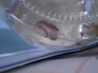 Aeolidiella stephanieae ( Berghia verrucicornis ) glasrosenfressende Nacktschnec
