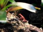 Pfeilgiftfrösche, Erdbeerfrösche, Pumilio, Auratus 