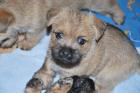 Cairn-Terrier Welpen