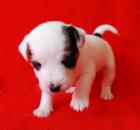 7 Parson Jack Russell Terrier Welpen   Jack Russel   