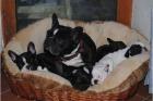 Wunderschöne Französische Bulldogge Welpen!