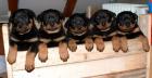 Rottweiler aus Ungarn