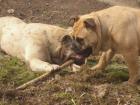 Ca de bou  dogo mallorquin 