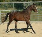 2021 Fohlen / Pferd Hengst