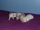 Golden Retriever Welpen abzugeben