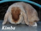 Kaninchendame sucht Kuschelzuhause
