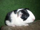 Meerschweinchen Babys abzugeben