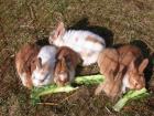 6 Farbzwergkaninchen, 6 Wo. einfach schnuffig !!