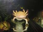 Axolotl, Wildtyp (braun) und Goldalbino