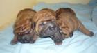Sharpei Rüde