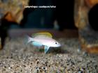 Lamprologus caudopunctatus (Tanganjika)
