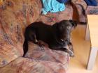 Süße Labrador-Mischlingshündin ca. 7 Monate alt aus Allergiegründen abzugeben