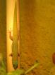 Pärchen Phelsuma Laticauda Lat. (Goldstaubtaggecko)