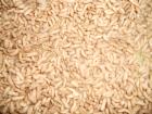 Soldatenfliegenmaden(Phönix Worms)