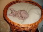 Don - Sphynx