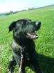 Schwarzer Labrador/Schäferhundmischling - Der Beschützer - 