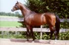Shagya-Hengst2021