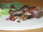 Junge Achatschnecken abzugeben !