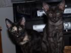 OKH Kitten