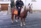 Sehr schöner Haflinger-Mix 