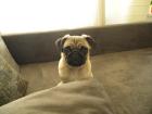 Mops zu verkaufen!!!