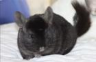 Junge Chinchillas aus Hobbyzucht abzugeben!
