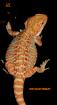 Farbbartagamen Multicolour, Leatherbacks, Hypos