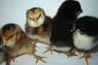 Marans Küken schwarz/kupfer und Araucana Küken wildfarben zu verkaufen! Nach Ges