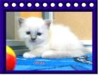 Wir haben traumhaft schöne hl. Birma Kitten  ♥  ♥     .. 
