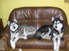 5 reinrassige siberische Husky-Welpen
